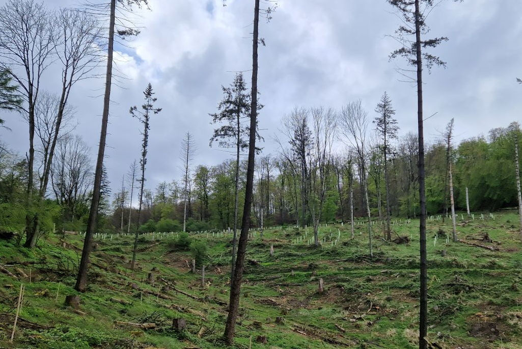 Wald mit kahlen Stellen zwischen den Bäumen.