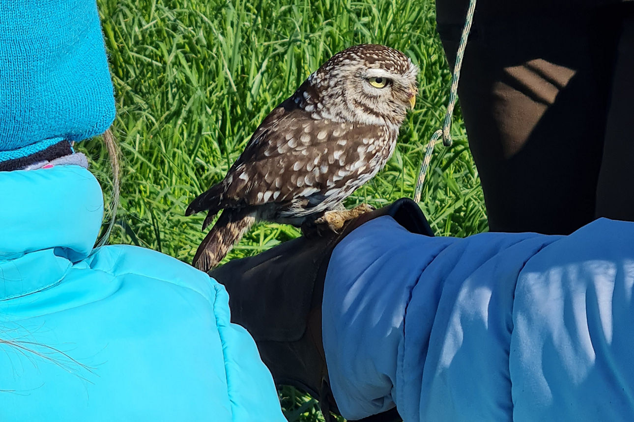 Falknerin mit Eule