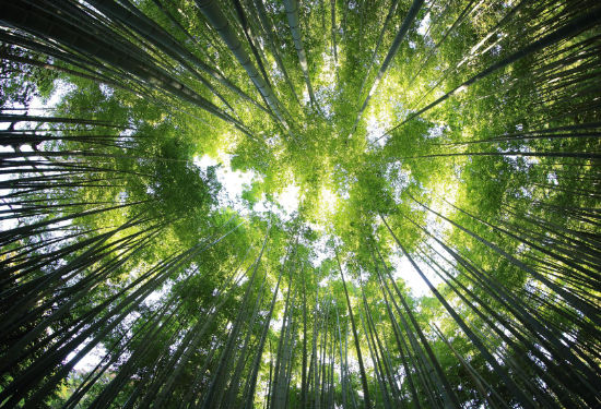 Ein Wald mit dichten Baumkronen von unten in den Himmel fotografiert