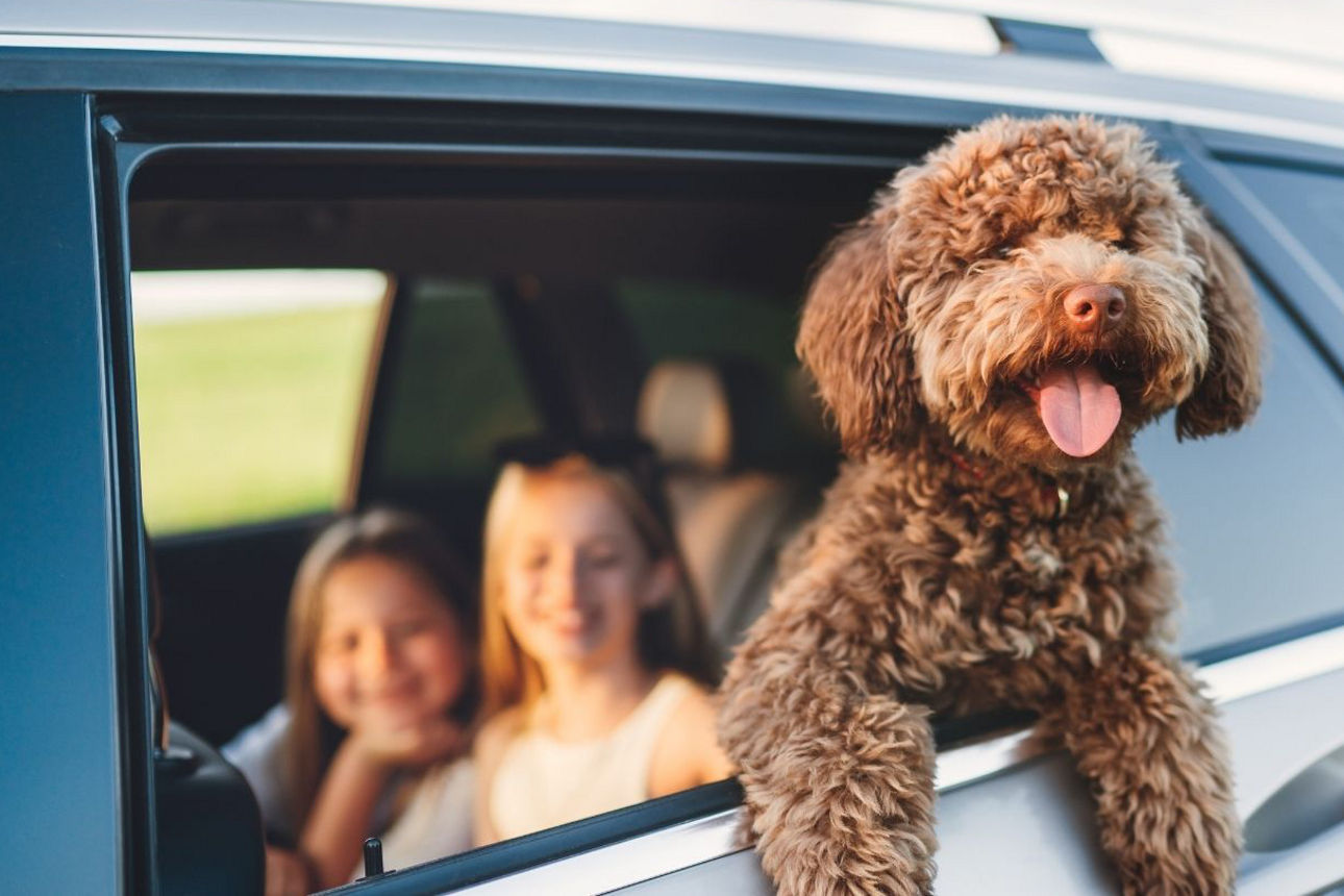 Flauschiger Hund hält seinen Kopf aus einem offenen Autofenster
