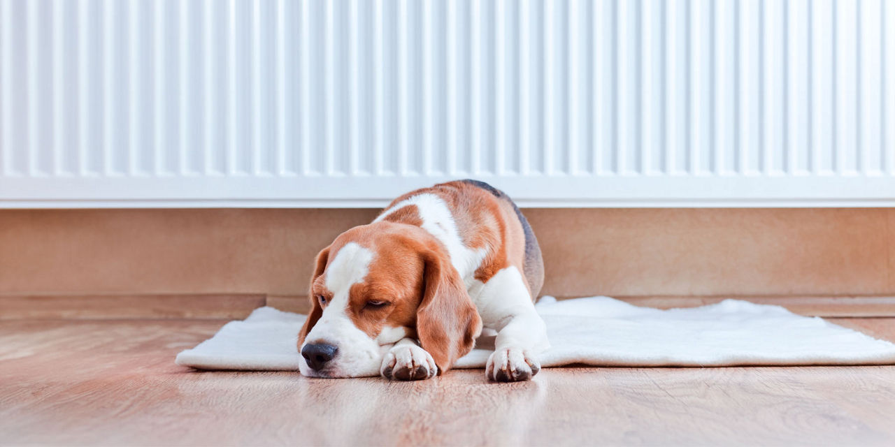Hund (Beagle) schläft auf seiner Hundedecke vor der wärmenden Heizung 