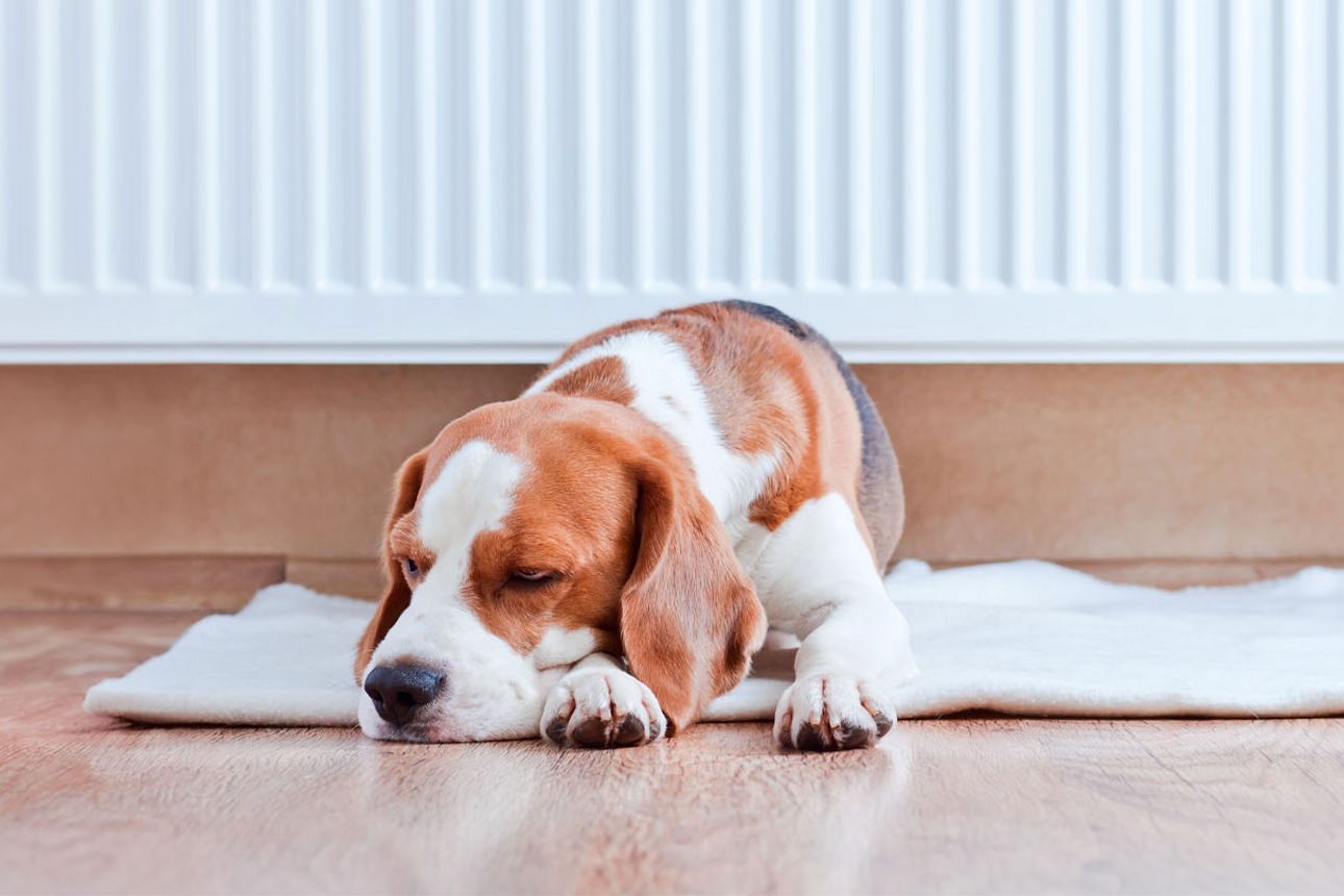 Hund (Beagle) schläft auf seiner Hundedecke vor der wärmenden Heizung 