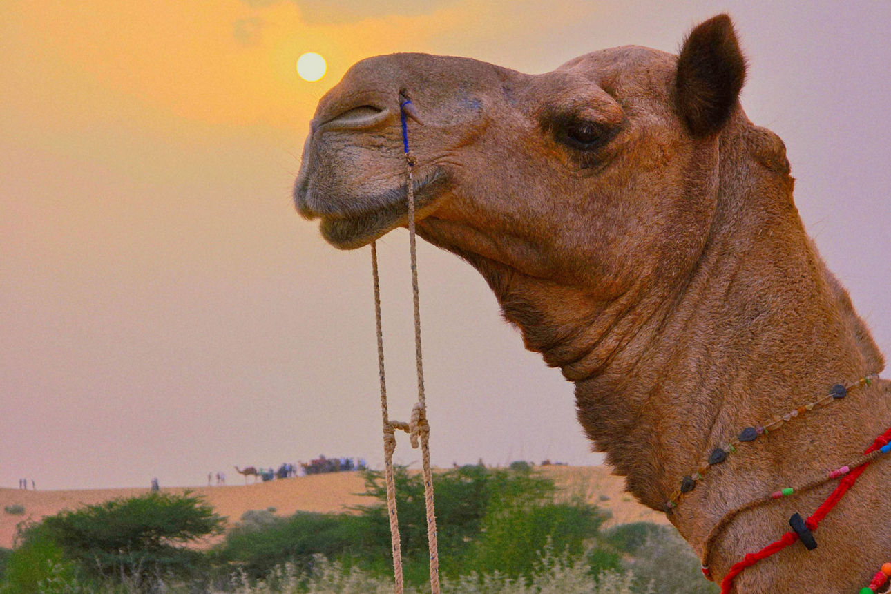 Indien - Rajasthan - Reise 2025