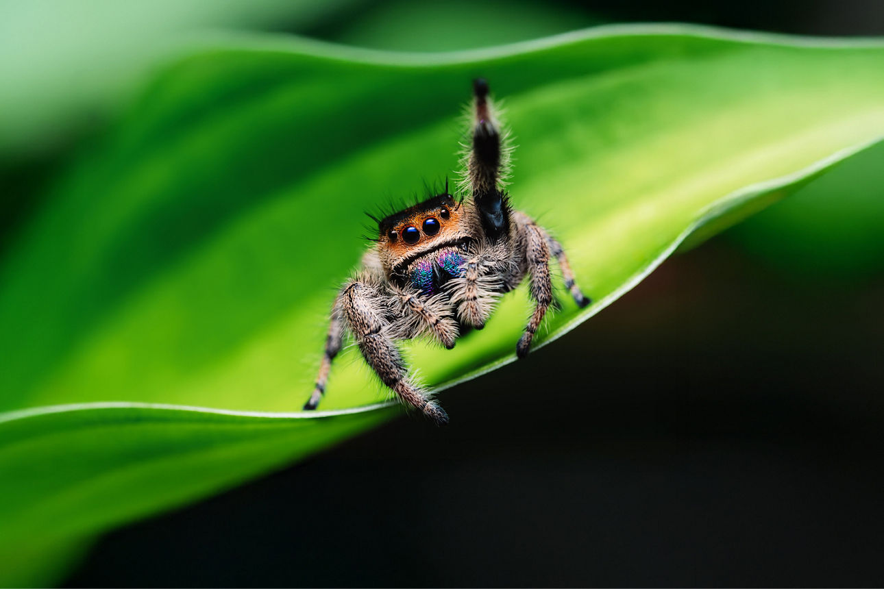 Wollige Spinne sitzt auf dem Rand eines grünen Blattes