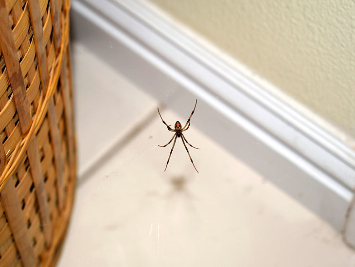 Spinne hängt am Spinnfaden über gefliestem Fußboden