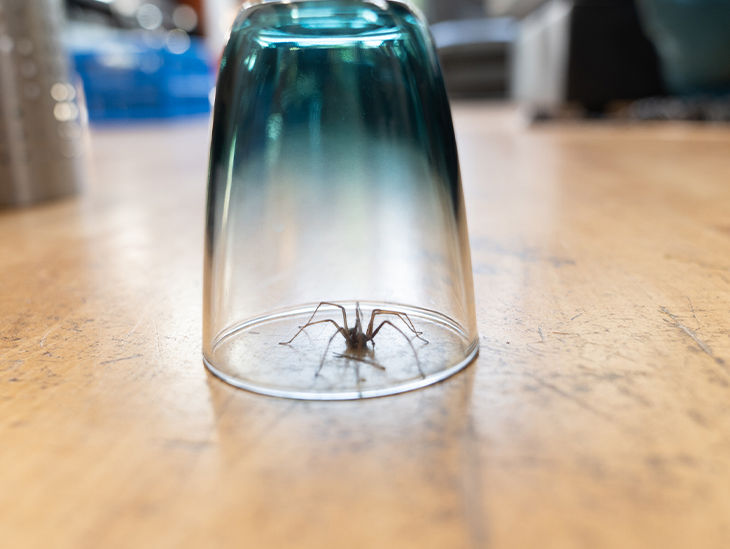 Hausspinne auf Holzboden unter einem Trinkglas gefangen 