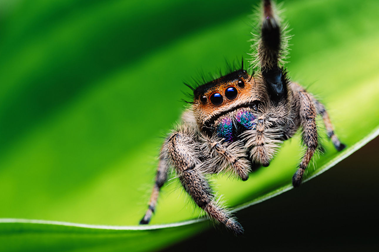 Wollige Spinne sitzt auf dem Rand eines grünen Blattes