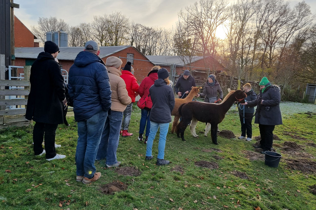 Alpakaspaziergang der Vereinigten Volksbank 