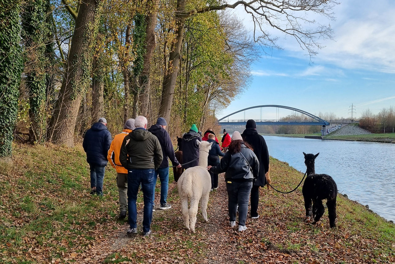 Eine Gruppe von Personen beim Spaziergang mit Alpaka. 