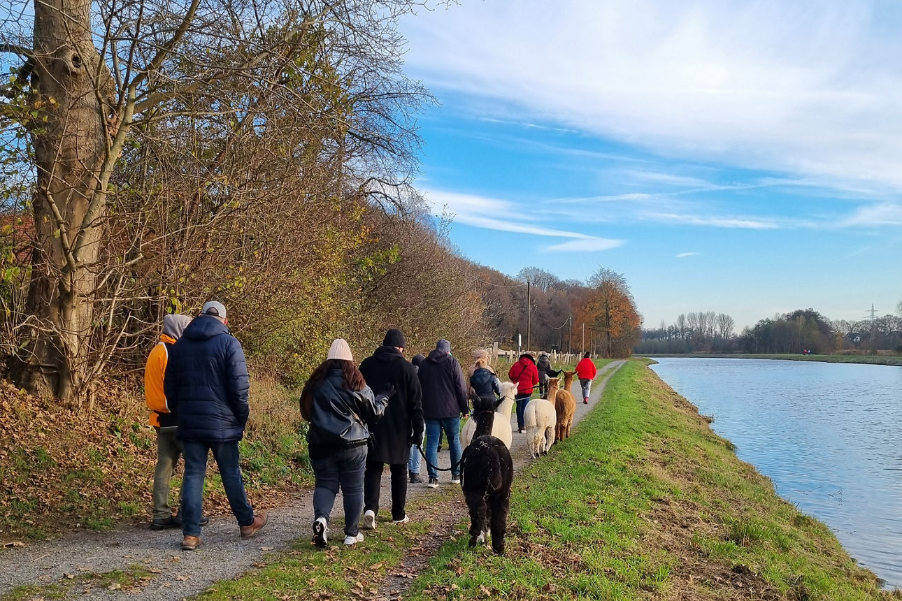 Eine Gruppe von Personen beim Spaziergang mit Alpaka. 