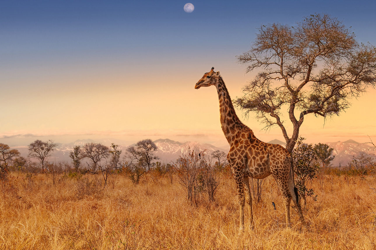 Evening sky and a Giraffe standing by a tree in Kruger National Park © RV Touristik GmbH