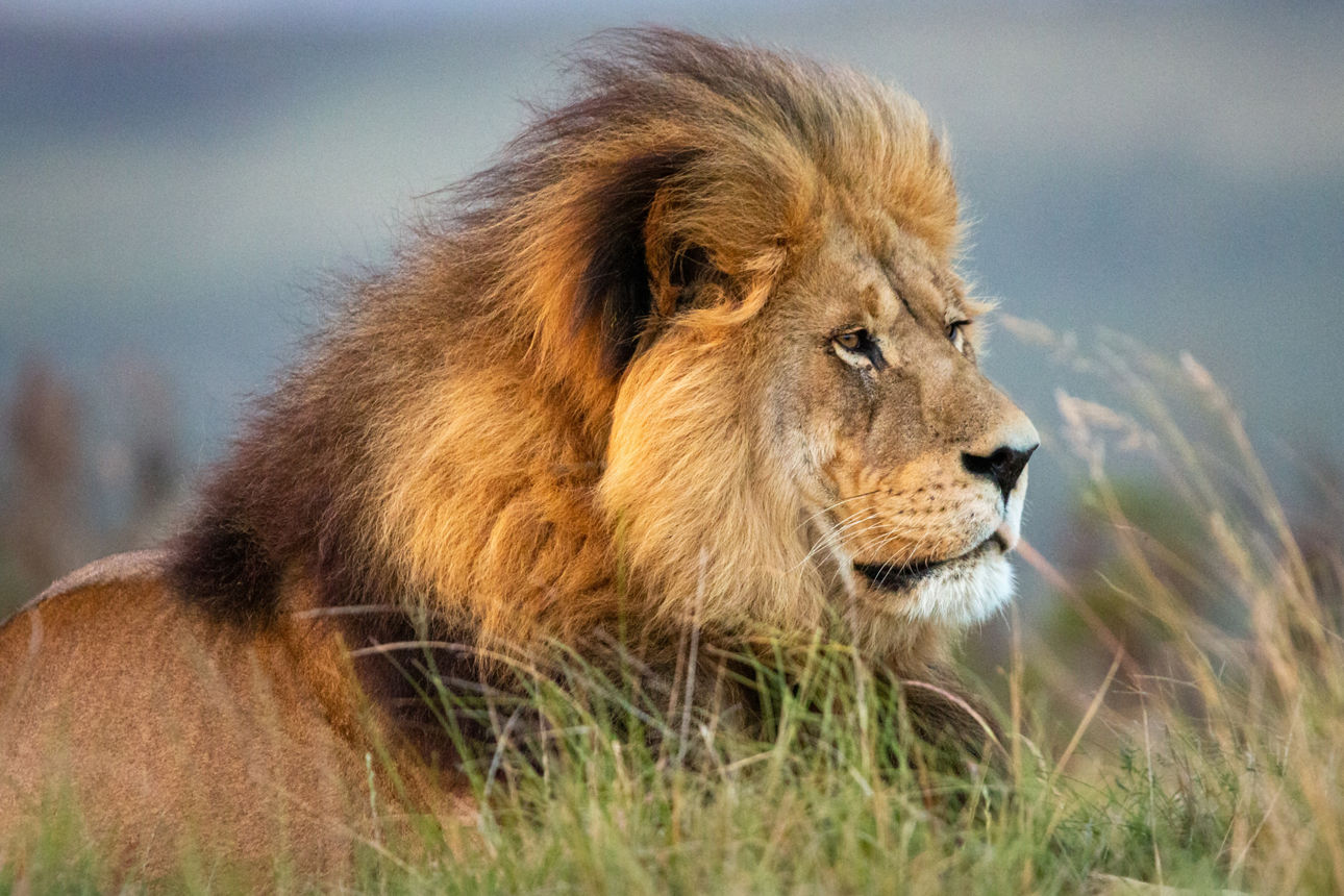 Portrait of a single male lion in South Africa lying on the ground looking regal © RV Touristik GmbH