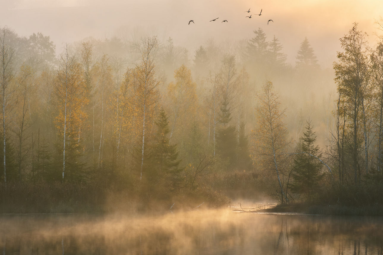 Wanderung - Foto: © Helga Orterer (Nebel über dem See im Wald)