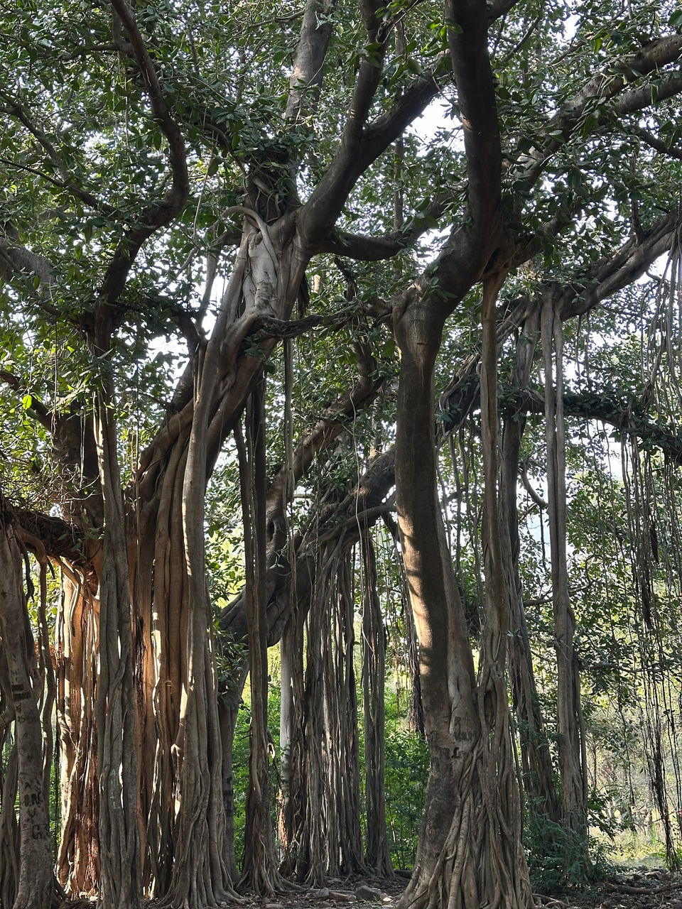 Ein großer Baum mit vielen Ästen und üppigem Grün, der viel Schatten spendet