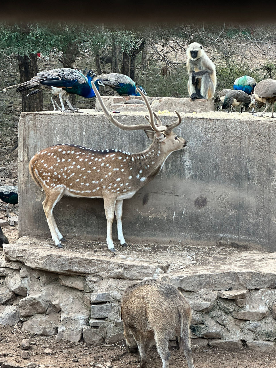 Ein Hirsch und ein Affe stehen Seite an Seite in einer natürlichen Umgebung