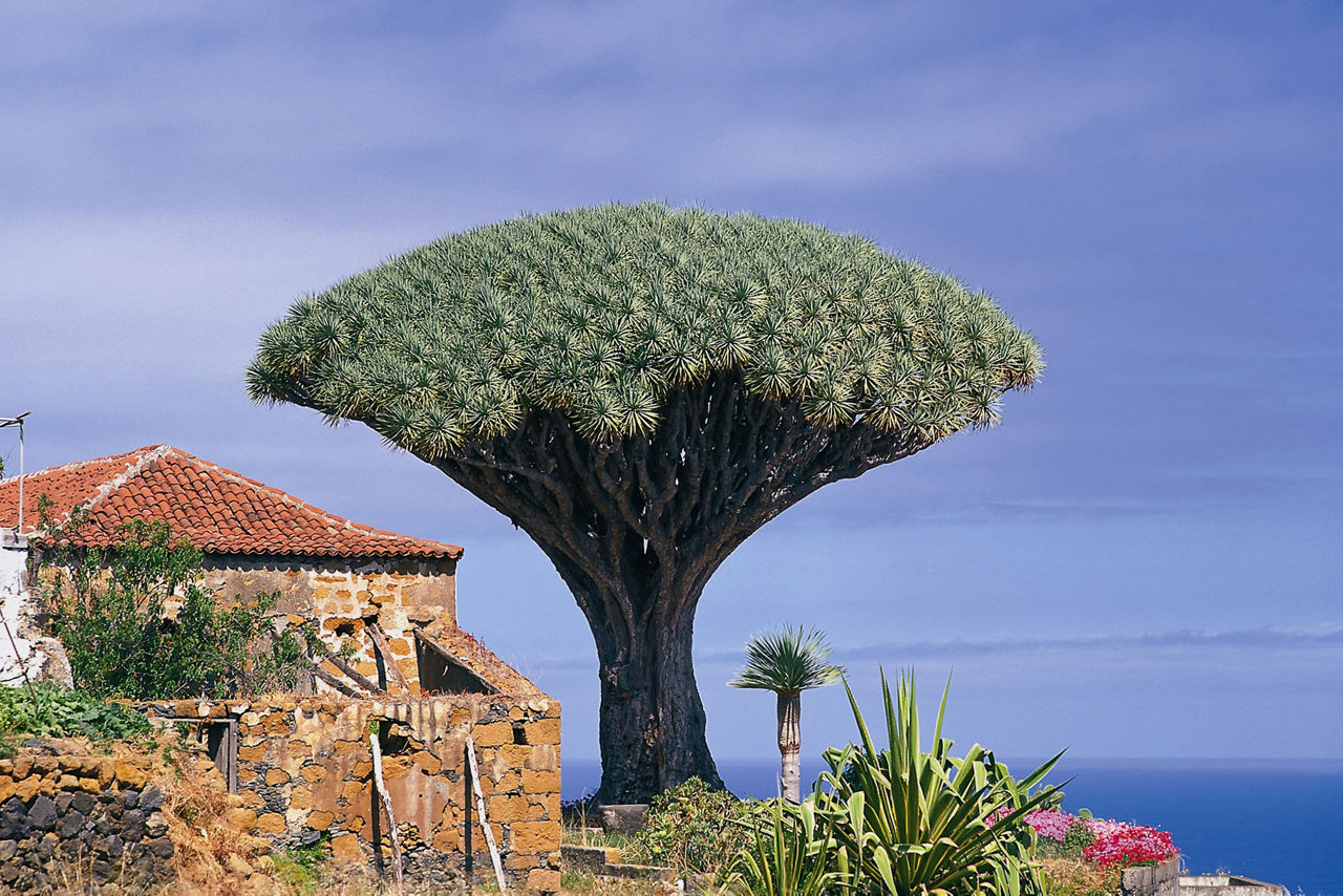 Ein großer Baum mit einem großen grünen Stamm.