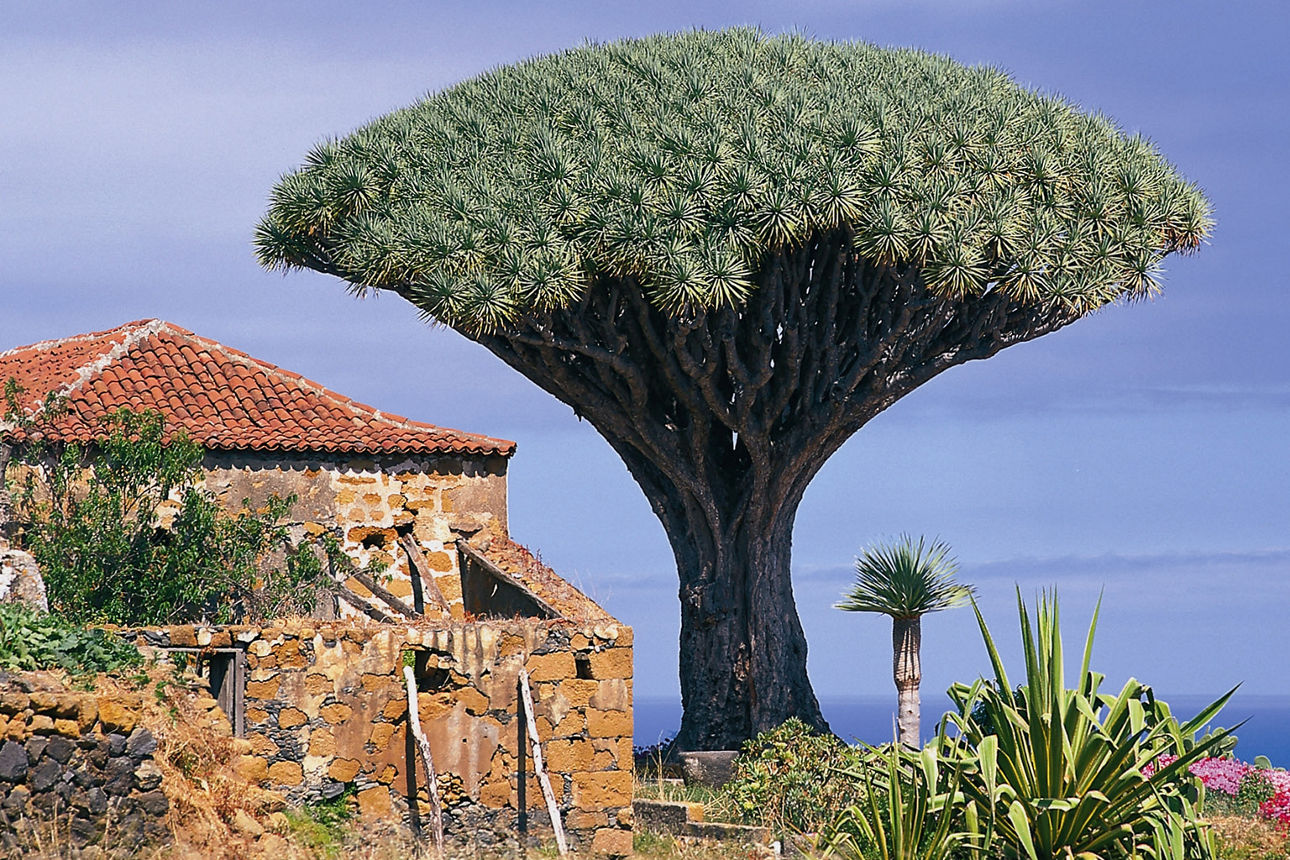 Ein großer Baum mit einem großen grünen Stamm.