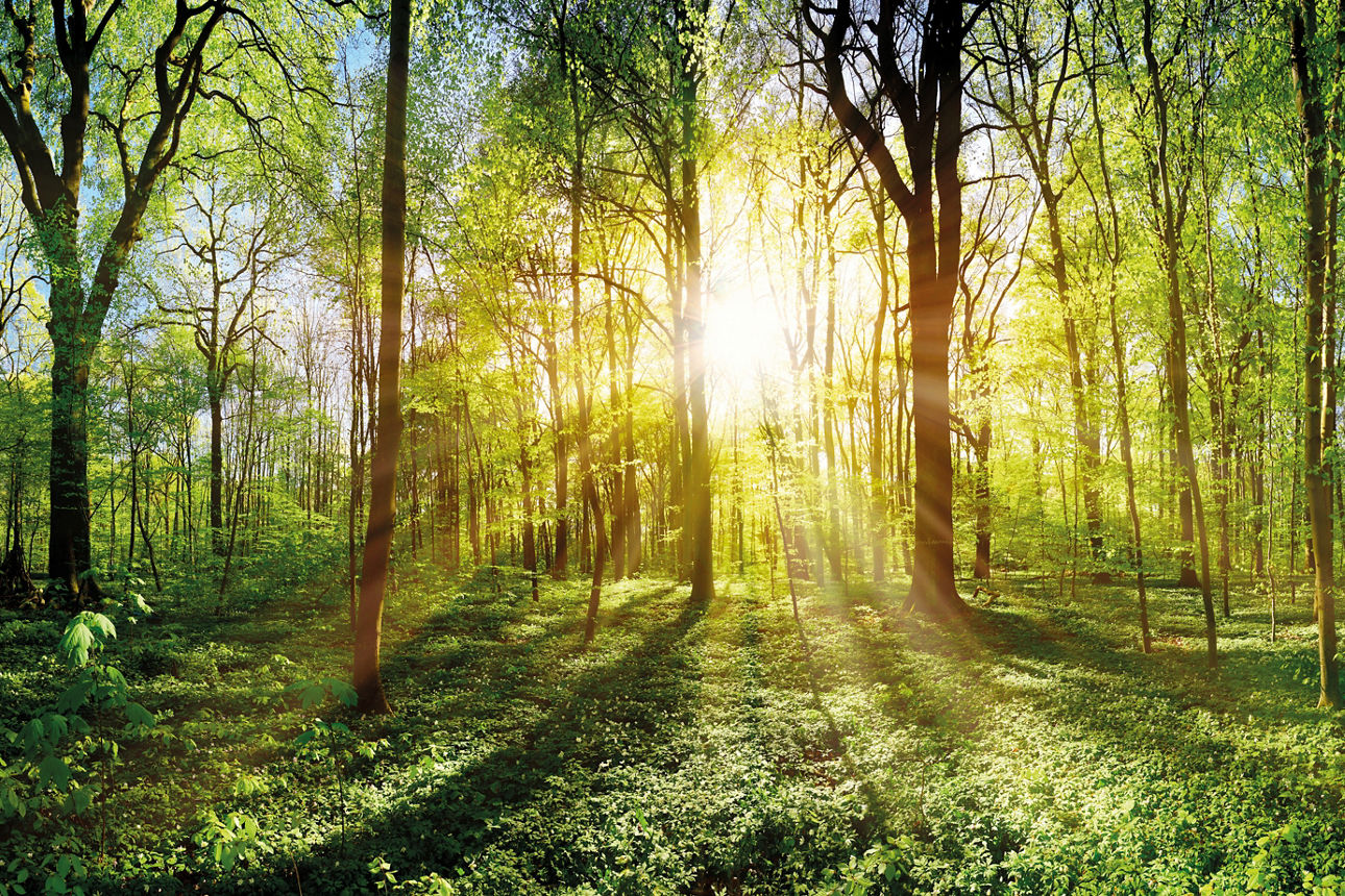 Ein Wald, die Sonne scheint durch die Bäume