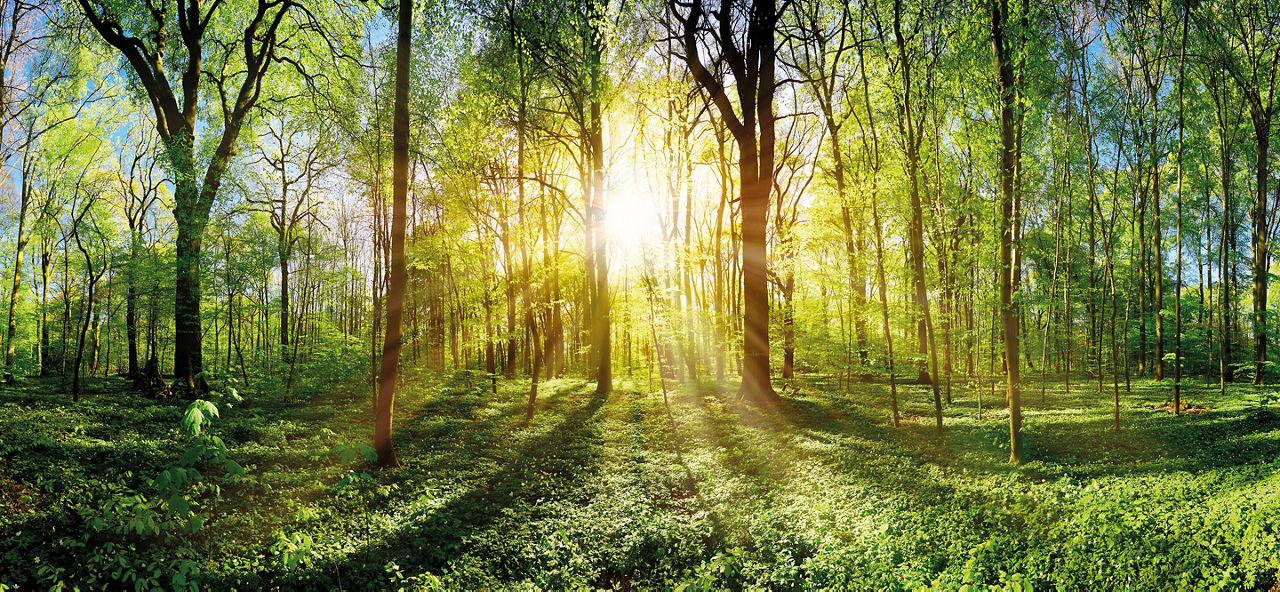 Wald, durch den die Sonne scheint