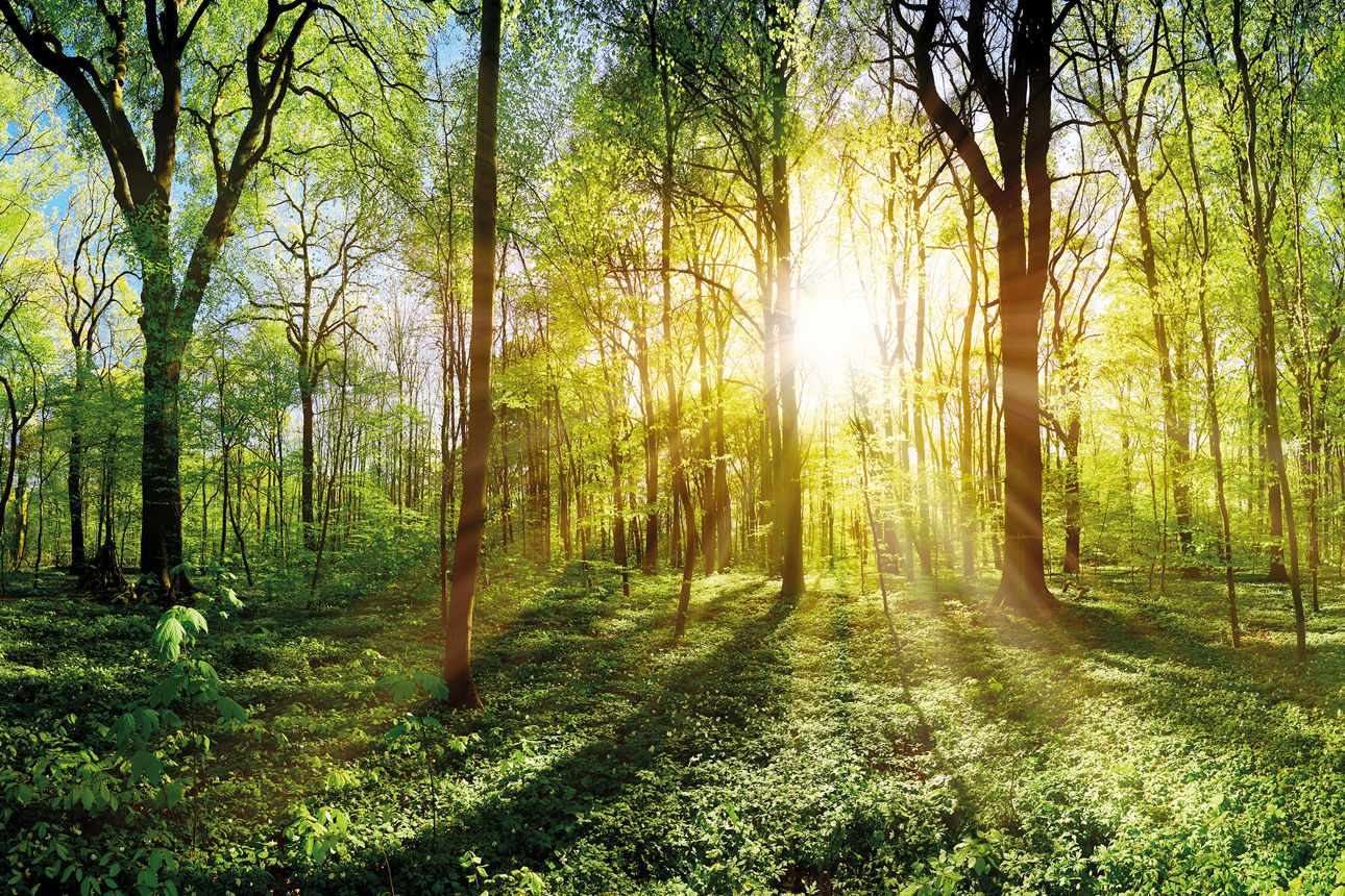 Wald, durch den die Sonne scheint