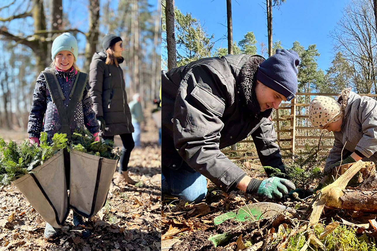 Zwei Bilder zeigen eine Familie beim Pflanzen von Bäumen