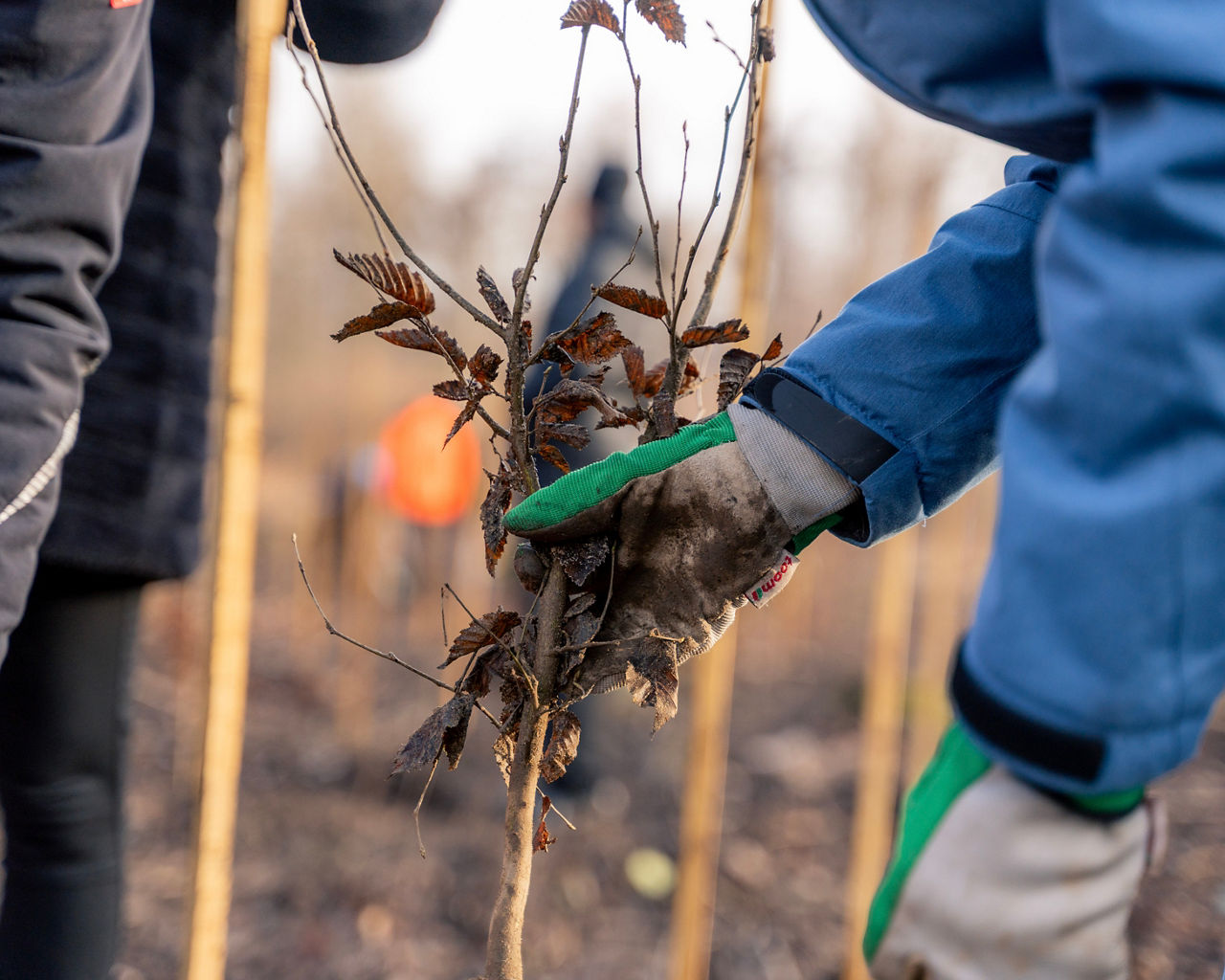 Hand in Arbeitshandschuhen hält einen jungen Baumsetzling beim Pflanzen auf einer Waldfläche.