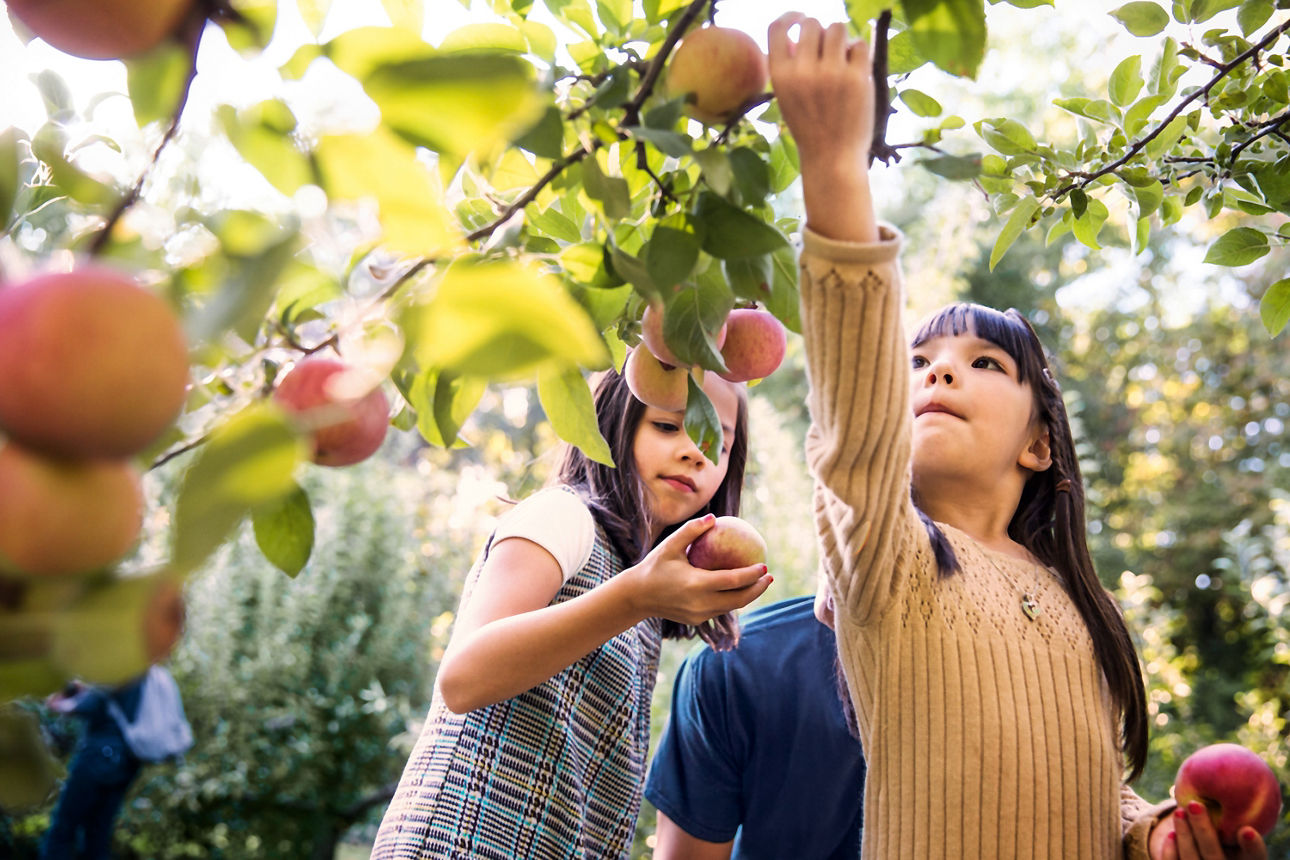 Mädchen pflücken Äpfel vom Baum 