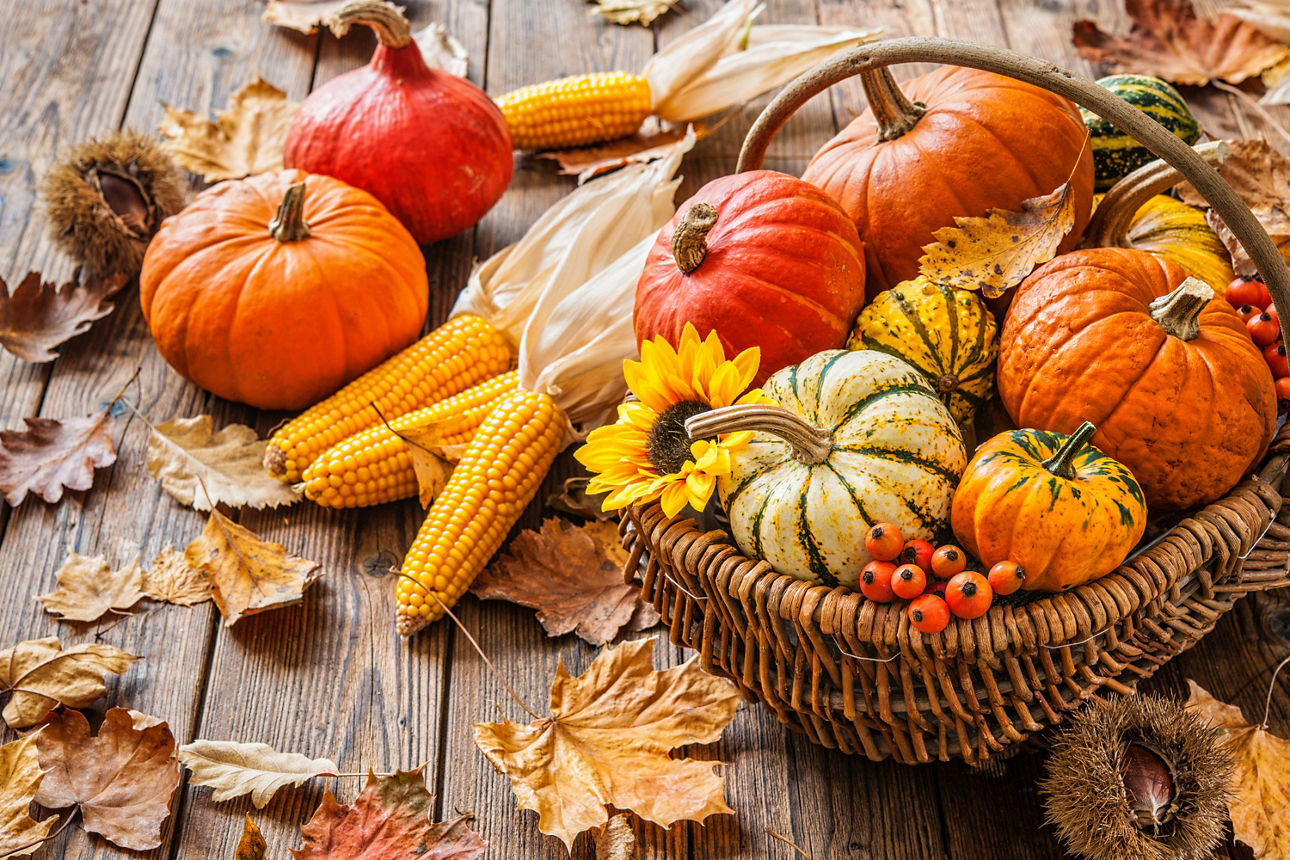 Herbstbild mit Kürbissen, Maiskolben und Laub