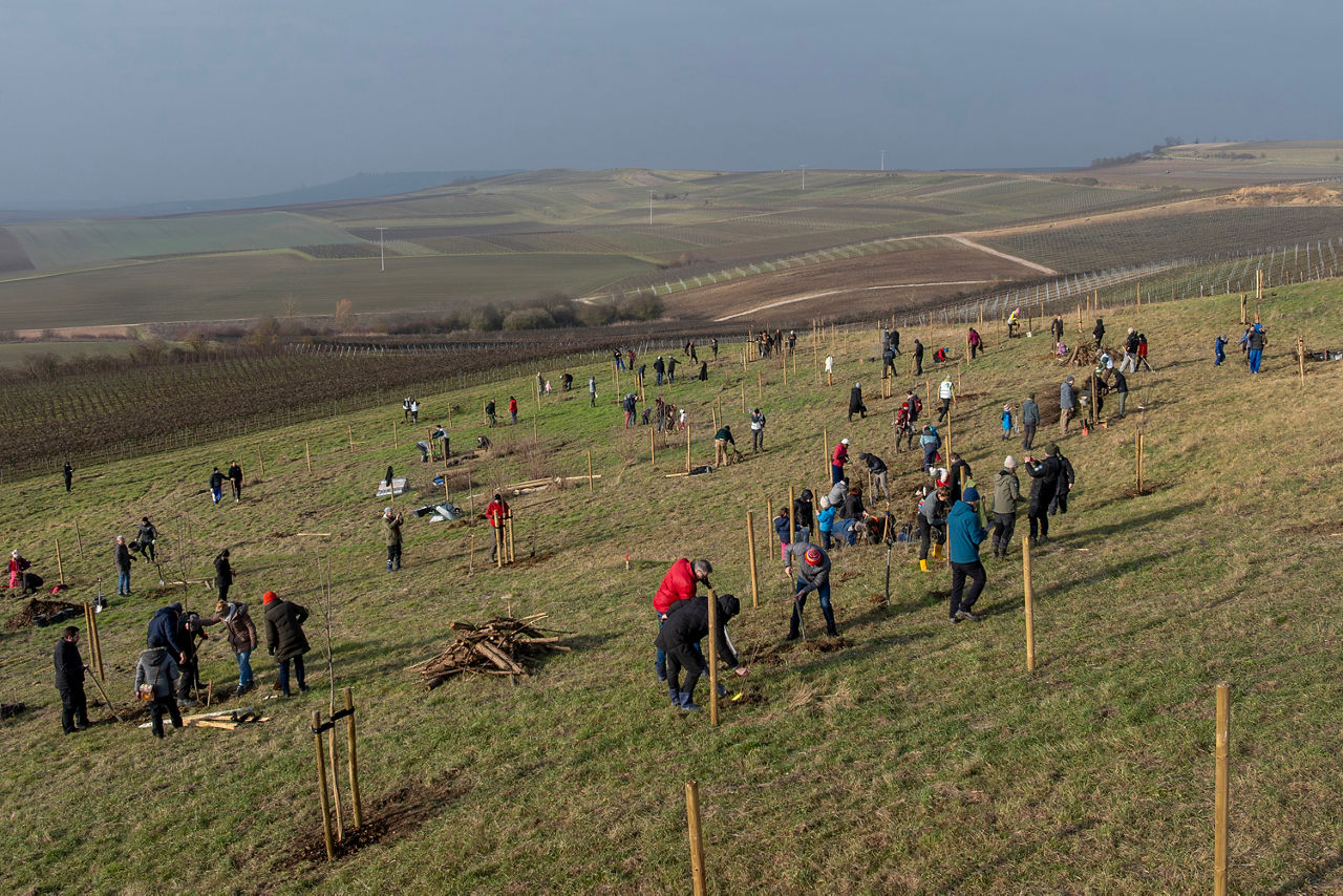 Baumpflanzaktion bei Sulzheim