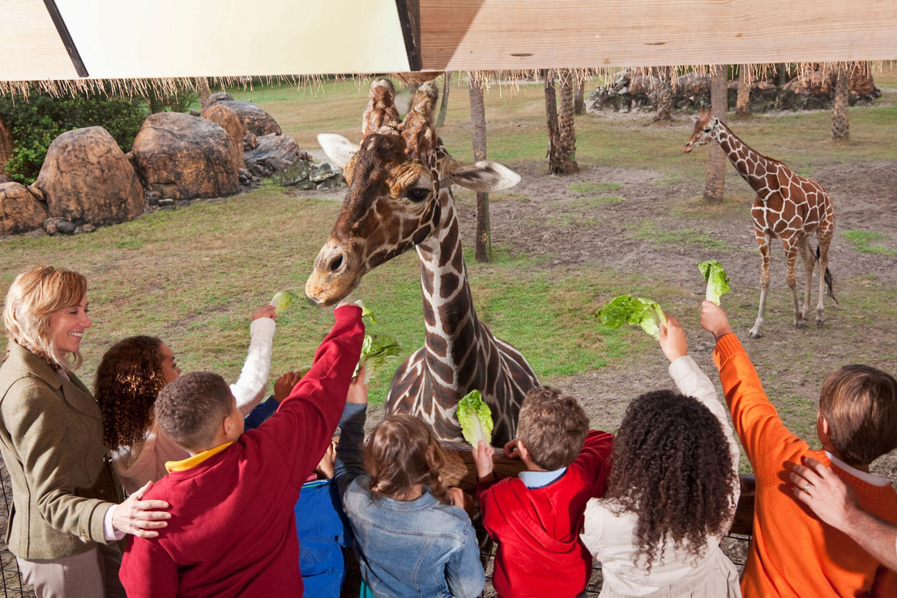 Eine Gruppe von Kindern und Erwachsenen füttert eine Giraffe im Zoo mit Salatblättern von einer Aussichtsplattform aus.