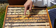 Bienenwabe mit Hand des Imkers