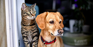 Hund und Katze schauen nach rechts