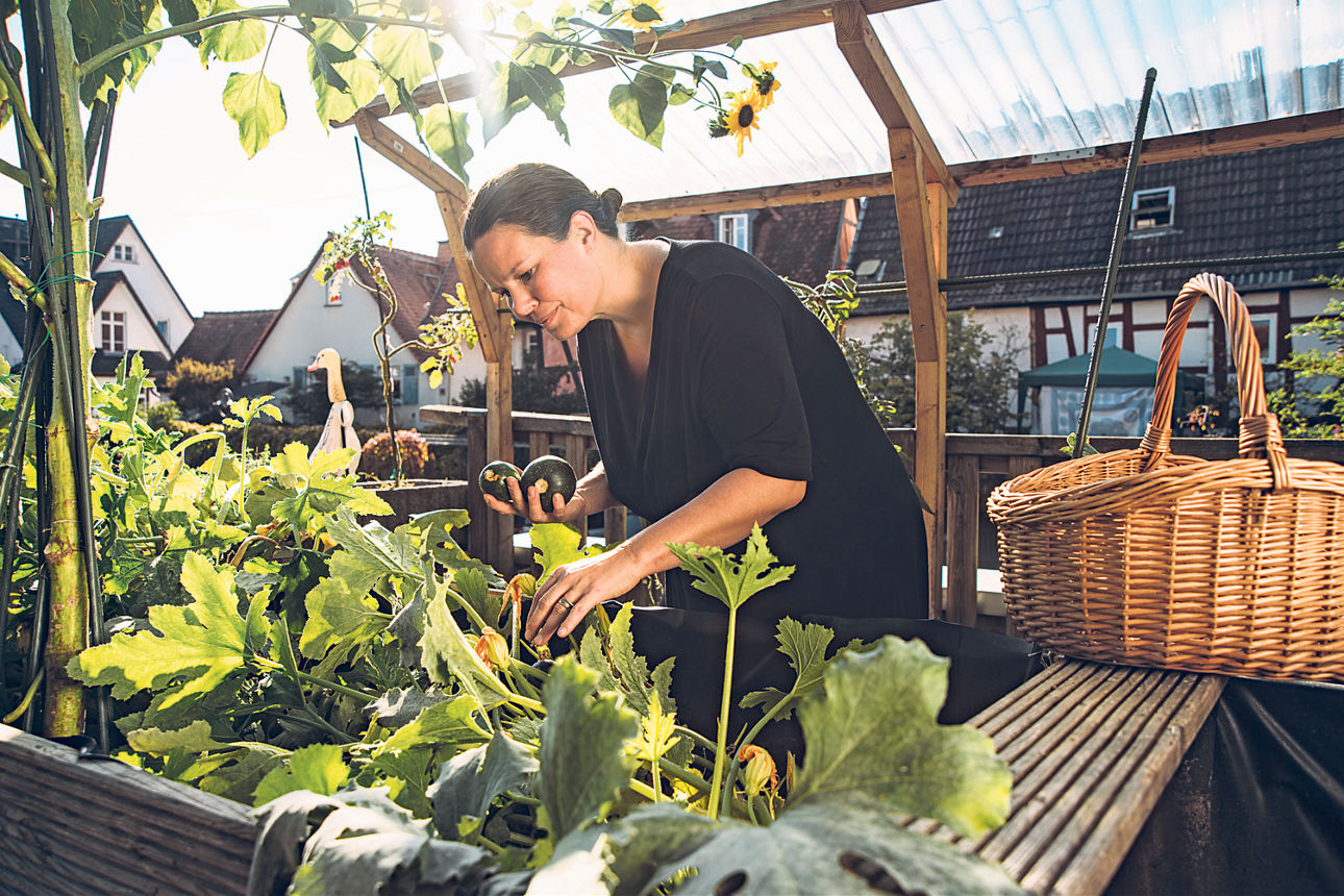 Gardener in her urban garden, harvesting some zucchini from a raised planting bed