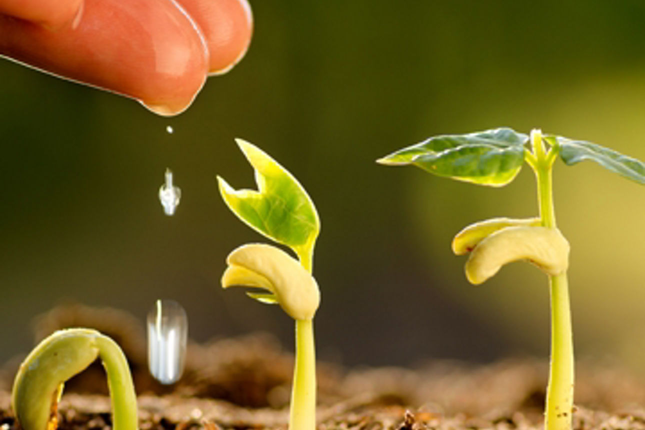 kleiner Baum der um Euro Münzen in Händen liegt