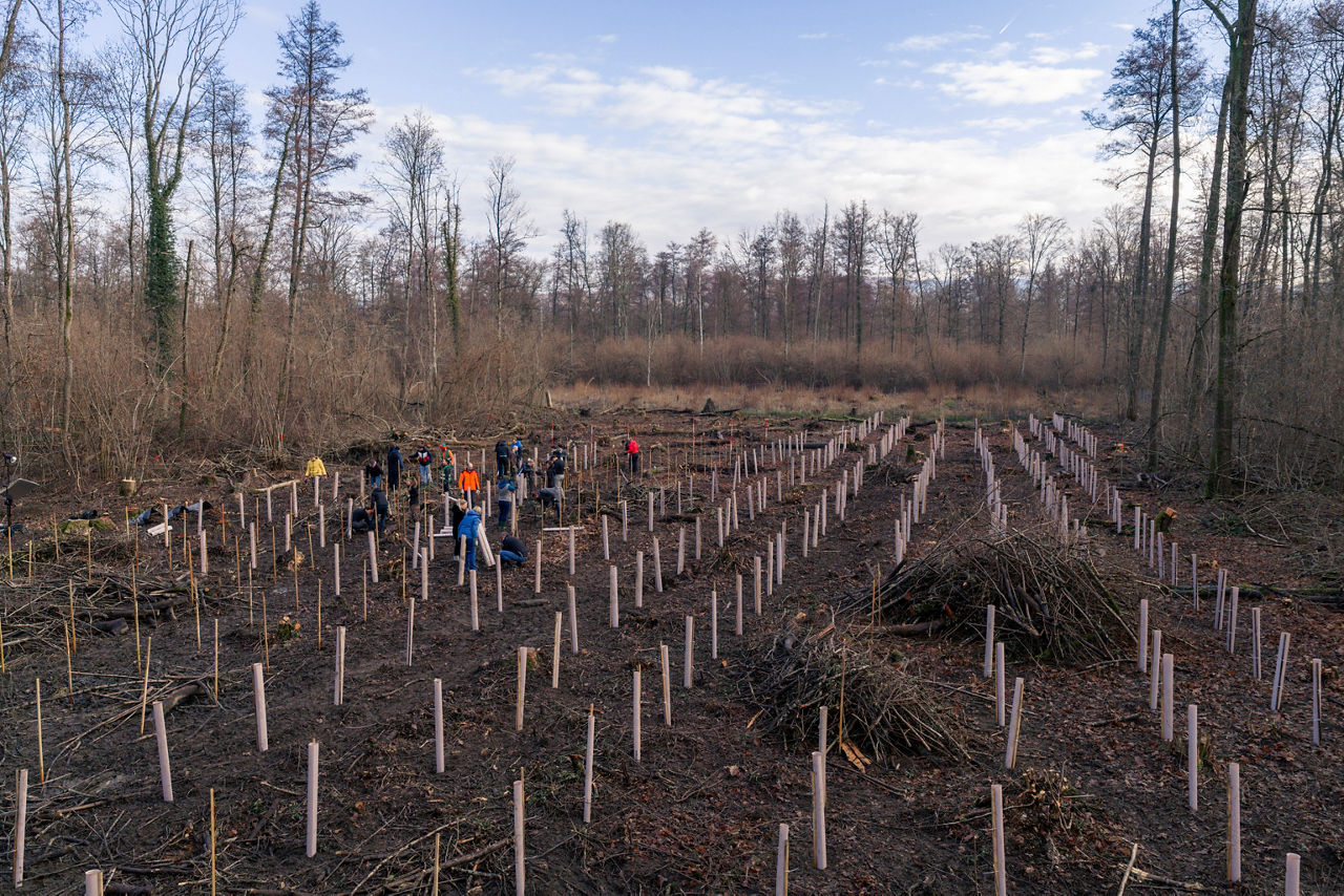 Gruppe von Helfenden arbeitet auf einer großen Aufforstungsfläche mit zahlreichen Baumschutzhüllen.