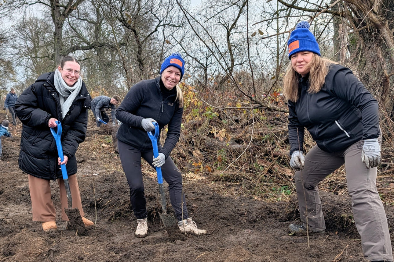 Drei Frauen graben Löcher für Setzlinge im Schulwald Aken
