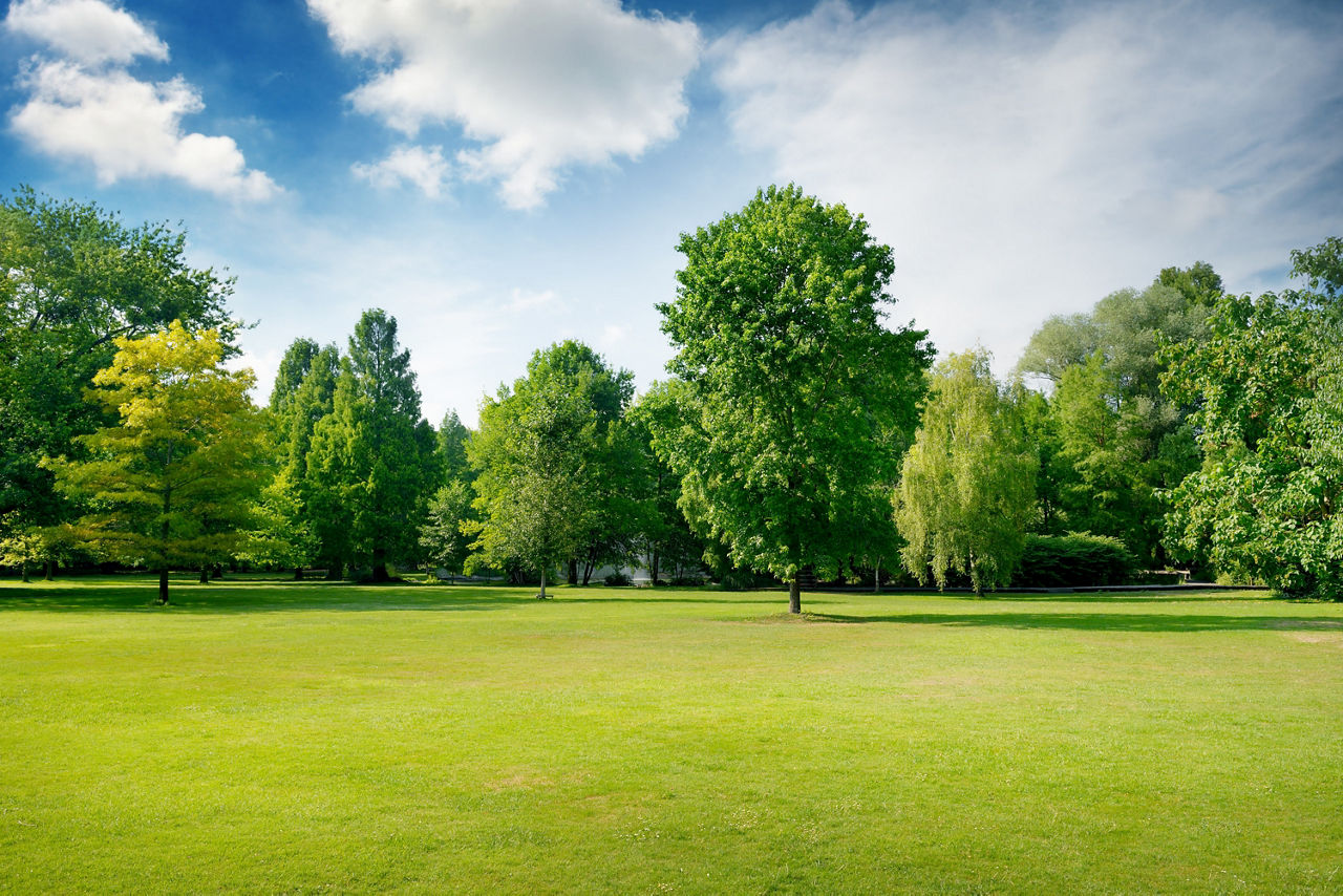 Park mit Laubbäumen