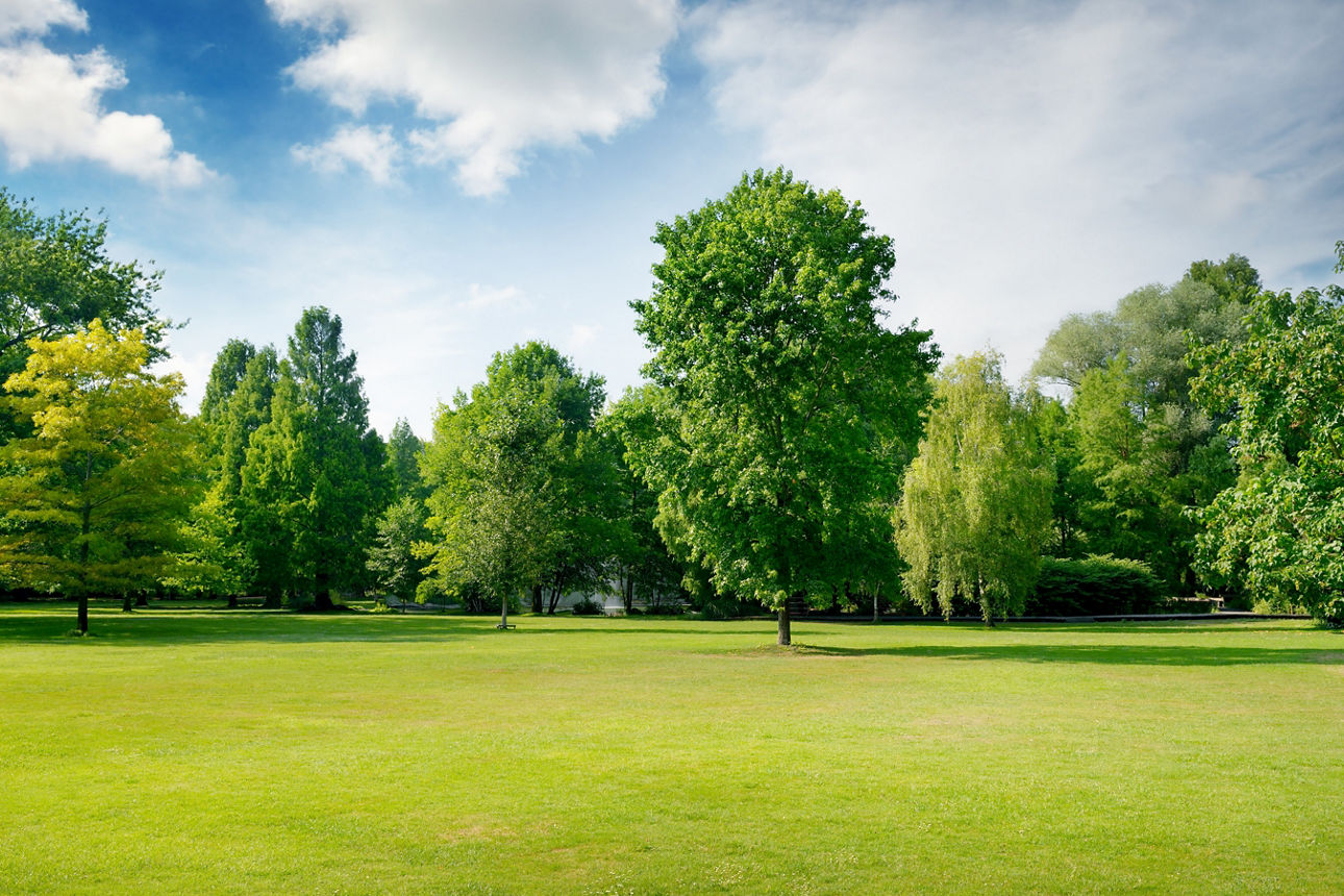 Park mit Laubbäumen