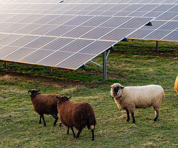 Schafe vor einer Solaranlage