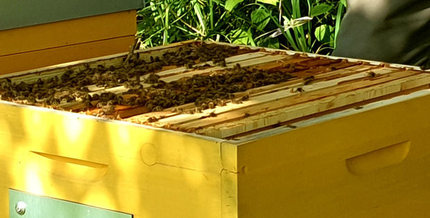 Gelber Bienenstock geöffnet