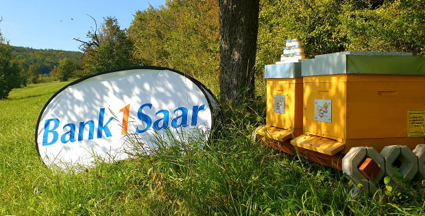 Baum, Bienen und Blühwiesen: unsere nachhaltigen Projekte unterstützen die Artenvielfalt in der Region.