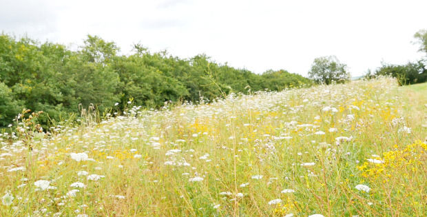 Blumenwiese rechts und links Bäume