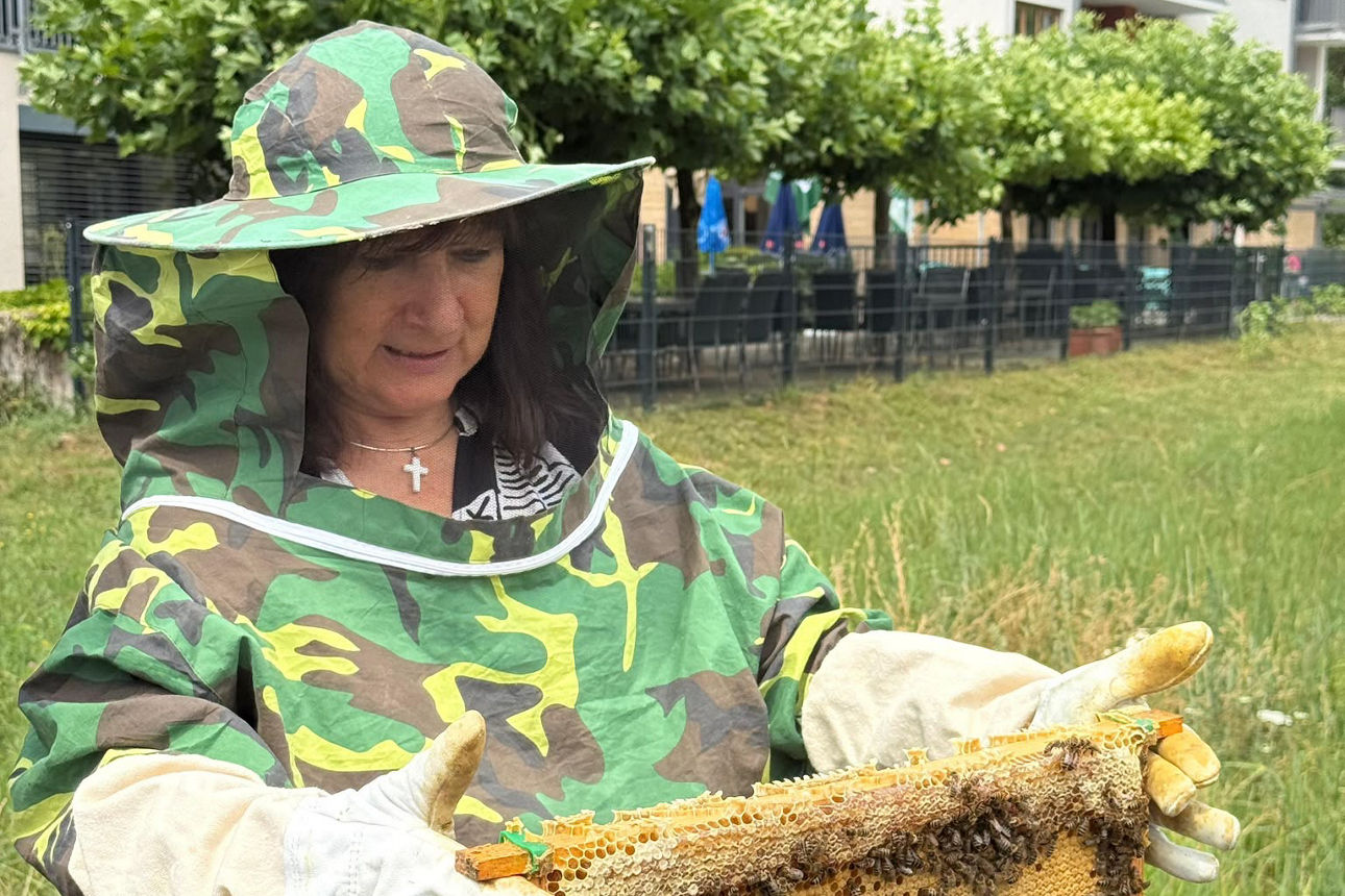 Person in Imkerschutzkleidung hält eine mit Bienen besetzte Honigwabe der Imker AG der Realschule Stühlingen.