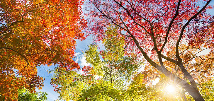 Herbstlich bunte Baumkronen
