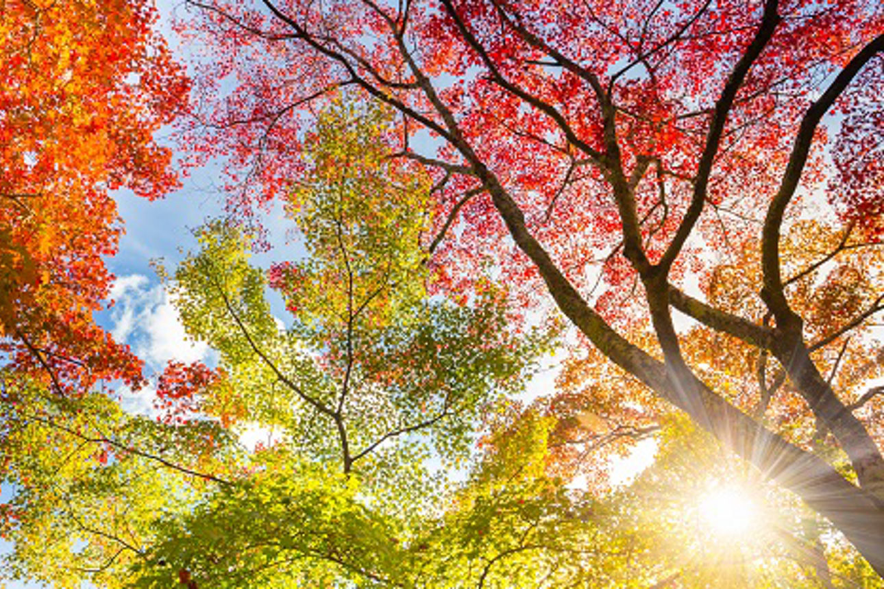 Herbstlich bunte Baumkronen