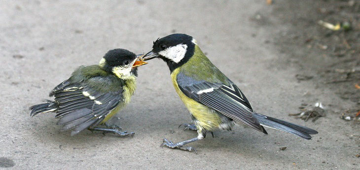 Größere Meise füttert Meisenküken