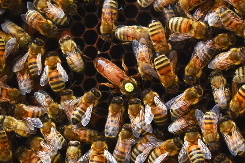 Bienenkönigin im Getümmel