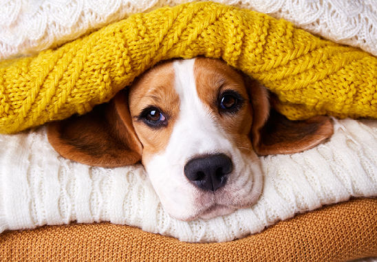 Ein Hund liegt zwischen Decken