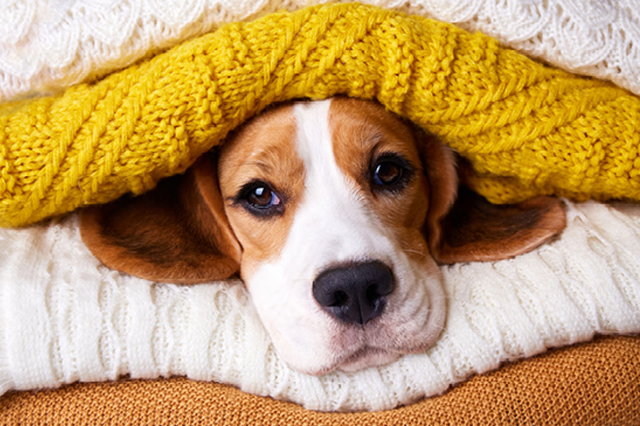Ein Hund liegt zwischen Decken