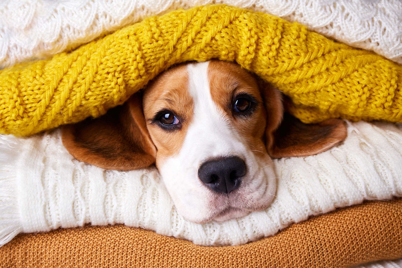 Ein Hund zwischen Wolldecken
